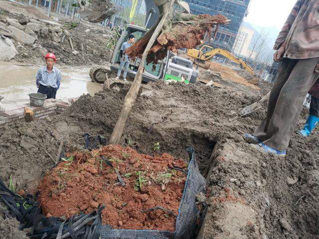 大树土球破损散球移栽后,几个诀窍快速提高复壮能力(图2) 大树土球破损散球移栽后,几个诀窍快速提高复壮能力(图2)