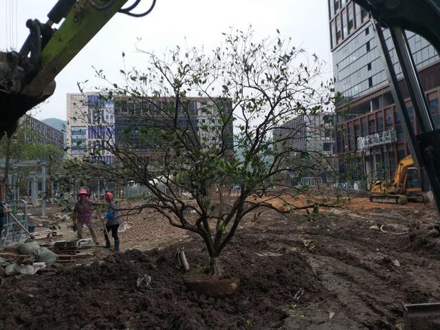 大树土球破损散球移栽后,几个诀窍快速提高复壮能力(图5) 大树土球破损散球移栽后,几个诀窍快速提高复壮能力(图5)