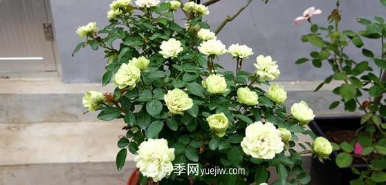 树状月季在园林景观中的前景介绍(图1) 树状月季在园林景观中的前景介绍(图1)