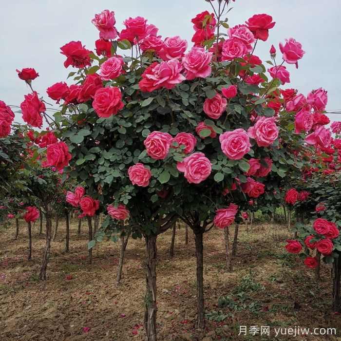 北方城乡道路园林绿化的植物配置和品种应用(图2) 北方城乡道路绿化的植物配置和品种应用(图2)