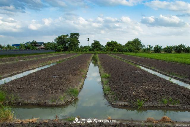 大雪时节已来到,保护苗木必不可少(图1) 大雪时节已来到,保护苗木必不可少(图1)
