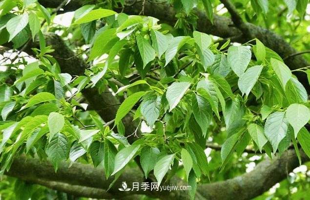 杜仲,可以在北方种植的珍贵树种苗木(图1) 杜仲,可以在北方种植的珍贵树种苗木(图1)