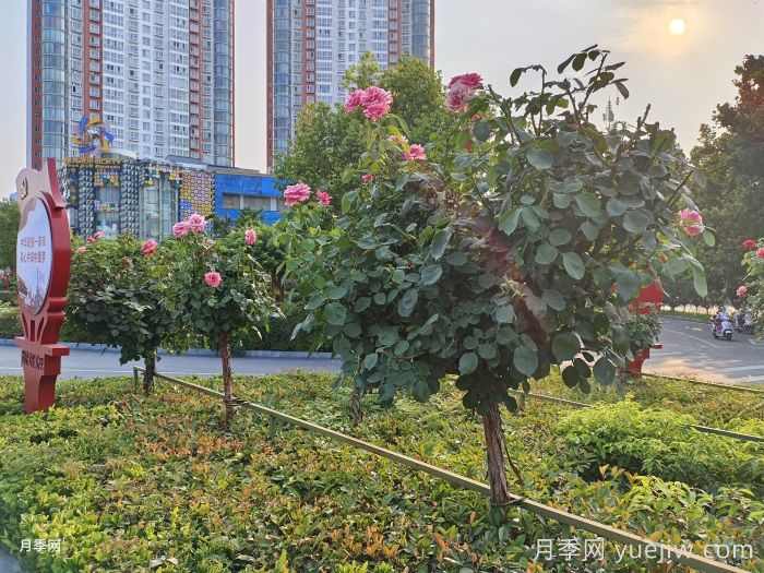 北方乡村绿化的主要苗木品种推荐和配置之道(图1)