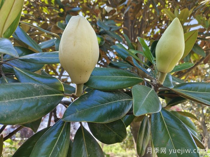 北方乡村绿化的主要苗木品种推荐和配置之道(图2)