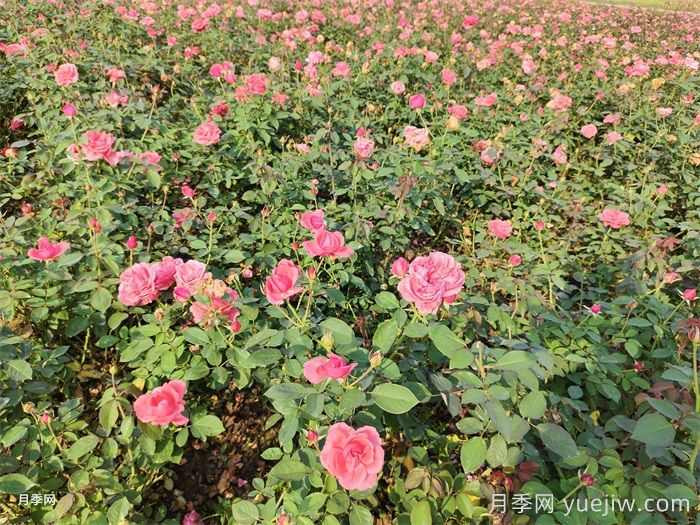 苗木叶子发黄,是缺什么肥料?(图1) 苗木叶子发黄,是缺什么肥料?(图1)