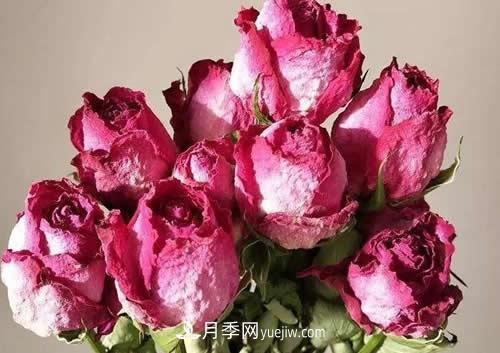 干花玫瑰花怎么护理?(图1) 干花玫瑰花怎么护理?(图1)