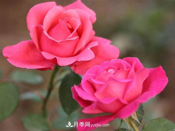 藤本月季种植基地讲述--藤本月季选购、种植、养护经验分享(图1) 藤本月季种植基地讲述--藤本月季选购、种植、养护经验分享(图1)