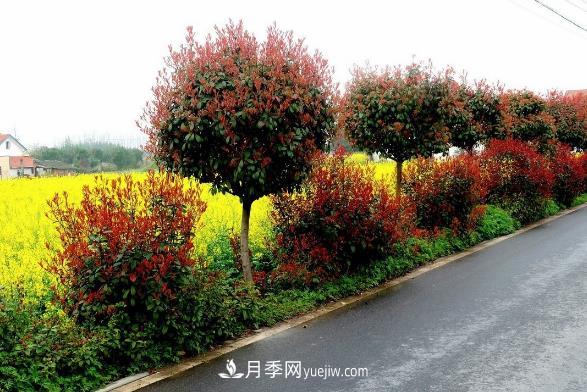 南阳红叶石楠,多元造型与养护,低端苗木玩出高大上(图3) 南阳红叶石楠,多元造型与养护,低端苗木玩出高大上(图3)