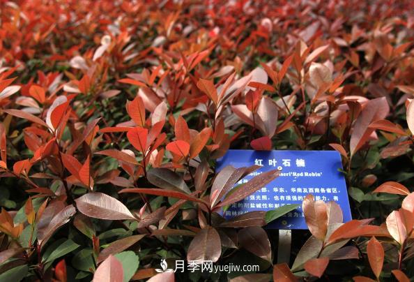 南阳红叶石楠,多元造型与养护,低端苗木玩出高大上(图1) 南阳红叶石楠,多元造型与养护,低端苗木玩出高大上(图1)