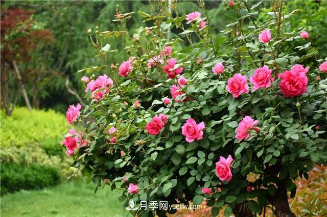 吉林适合养月季花,市花和市树是什么(图1) 吉林适合养月季花,市花和市树是什么(图1)