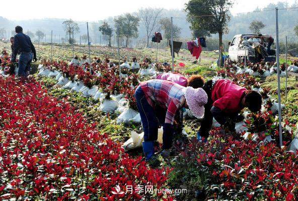 南阳红叶石楠,多元造型与养护,低端苗木玩出高大上(图2) 南阳红叶石楠,多元造型与养护,低端苗木玩出高大上(图2)