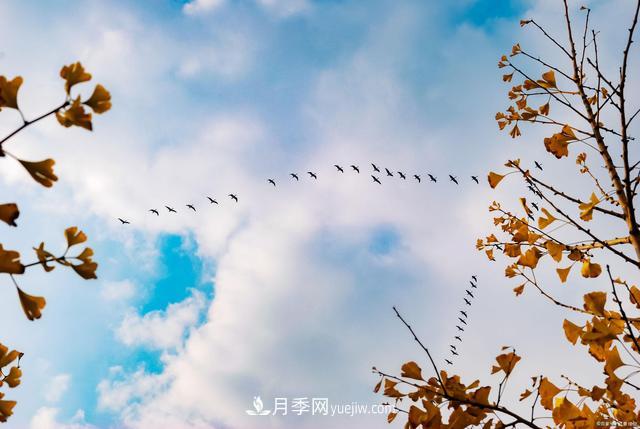 2021绿化苗木行业两极分化加剧 你是哪一级?(图2) 2021绿化苗木行业两极分化加剧 你是哪一级?(图2)