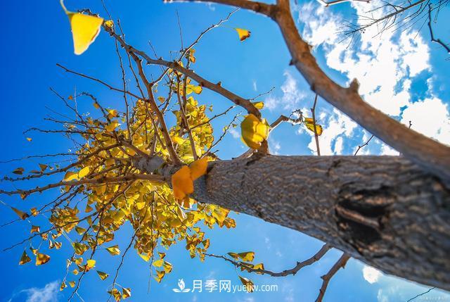 2021绿化苗木行业两极分化加剧 你是哪一级?(图3) 2021绿化苗木行业两极分化加剧 你是哪一级?(图3)