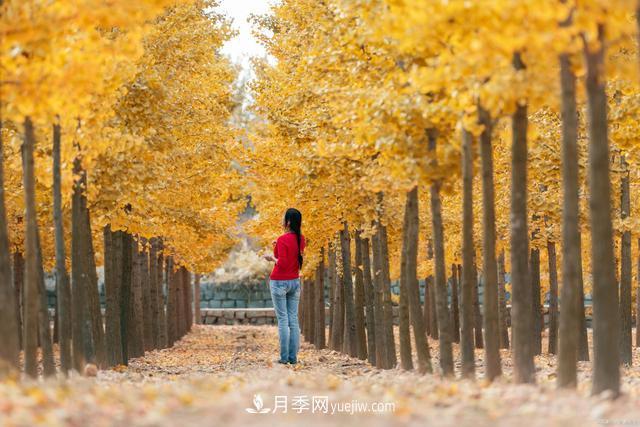 2021绿化苗木行业两极分化加剧 你是哪一级?(图1) 2021绿化苗木行业两极分化加剧 你是哪一级?(图1)