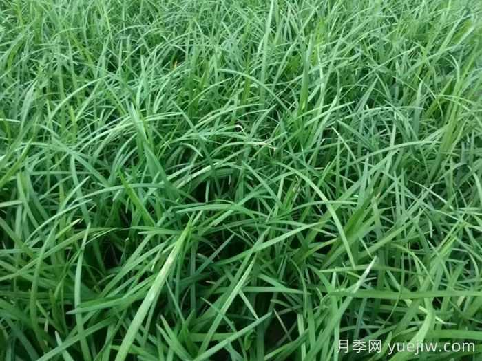 麦冬草在园林造景中的植物配置艺术(图1) 麦冬草在园林造景中的植物配置艺术(图1)