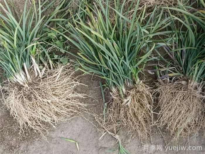 麦冬草在园林造景中的植物配置艺术(图2) 麦冬草在园林造景中的植物配置艺术(图2)