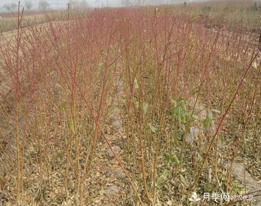 南阳1年生桃树苗梨树苗批发价格0.9-1.5元(图2) 南阳1年生桃树苗梨树苗批发价格0.9-1.5元(图2)