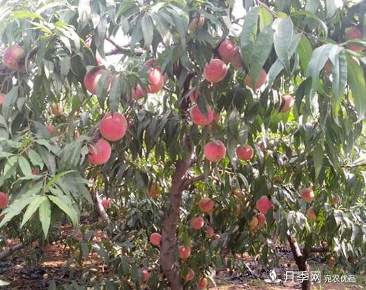 南阳1年生桃树苗梨树苗批发价格0.9-1.5元(图3) 南阳1年生桃树苗梨树苗批发价格0.9-1.5元(图3)