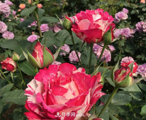 南阳树状月季 哪些特点是南阳树状月季所具备的?(图1)