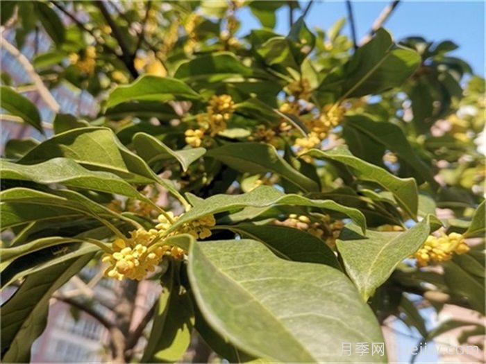 南阳桂花基地,桂花移植的最佳时机是什么时候?(图1) 南阳桂花基地,桂花移植的最佳时机是什么时候?(图1)