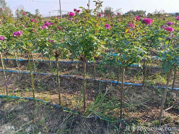 移栽花木浇水的四大原则运用(图3) 移栽花木浇水的四大原则运用(图3)