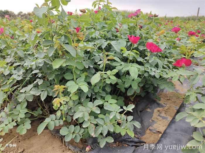 移栽花木浇水的四大原则运用(图2) 移栽花木浇水的四大原则运用(图2)