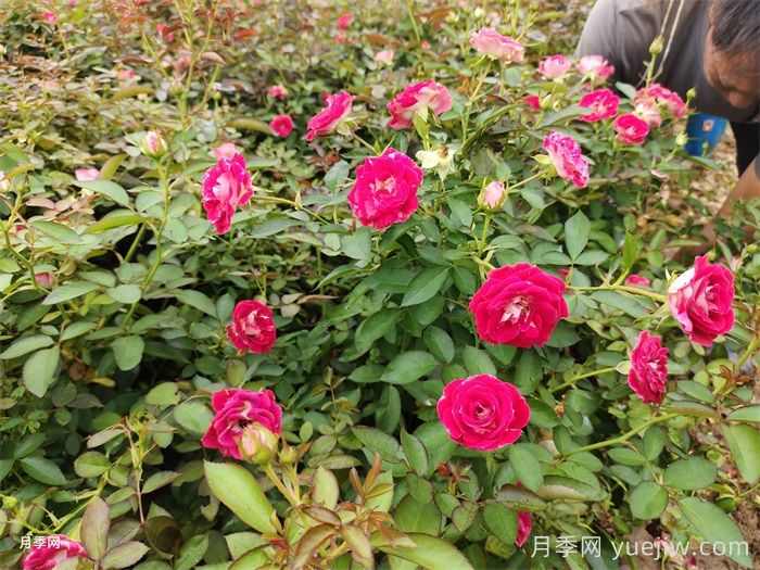 移栽花木浇水的四大原则运用(图1) 移栽花木浇水的四大原则运用(图1)