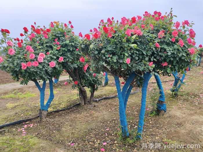 移栽运输树桩月季苗木需要什么手续?(图1) 移栽运输树桩月季苗木需要什么手续?(图1)