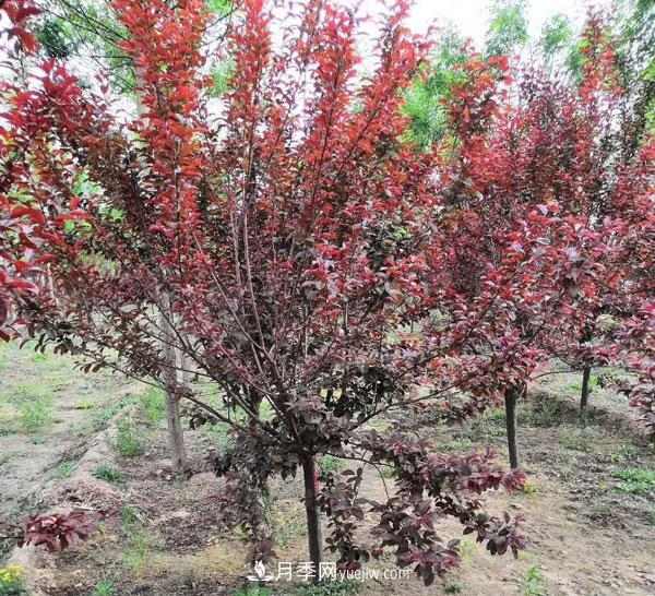 南阳落叶小乔苗木:红叶李的介绍(图1) 落叶小乔苗木:红叶李的介绍(图1)