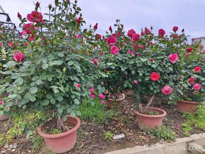 如何提高树状月季树桩的成活率?(图1) 如何提高树状月季树桩的成活率?(图1)