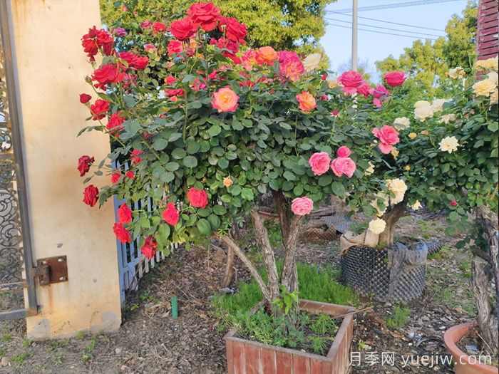如何提高树状月季树桩的成活率?(图2) 如何提高树状月季树桩的成活率?(图2)