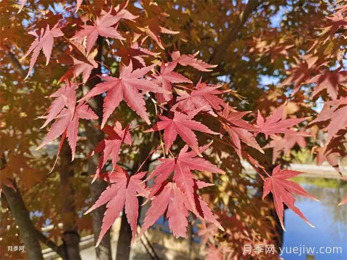 鸡爪槭和红枫的区别,叶片、枝干、花果期(图1) 鸡爪槭和红枫的区别,叶片、枝干、花果期(图1)