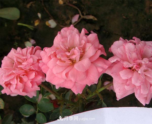 月季是我国的原产花卉,后来产生了很多优良品种。分别是?(图1) 月季是我国的原产花卉,后来产生了很多优良品种。分别是?(图1)