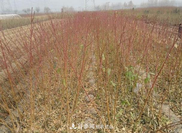 南阳市卧龙区陆营镇桃树苗种植合作社(图1) 南阳市卧龙区陆营镇桃树苗种植合作社(图1)