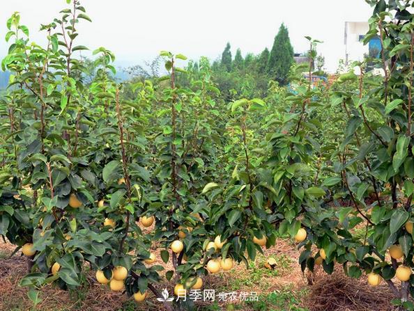 南阳市卧龙区陆营镇桃树苗种植合作社(图2) 南阳市卧龙区陆营镇桃树苗种植合作社(图2)