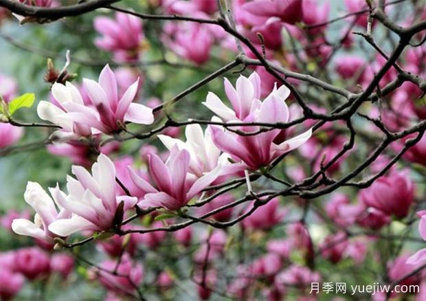 四类庭院乔木种植推荐(图1) 四类庭院乔木种植推荐(图1)