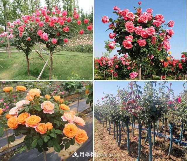 绿化苗木社群营销——苗木人如何在2021年存活(图1) 绿化苗木社群营销——苗木人如何在2021年存活(图1)