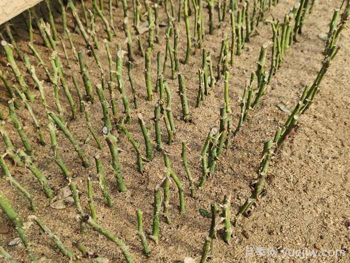 秋天花木扦插的注意事项(图1)