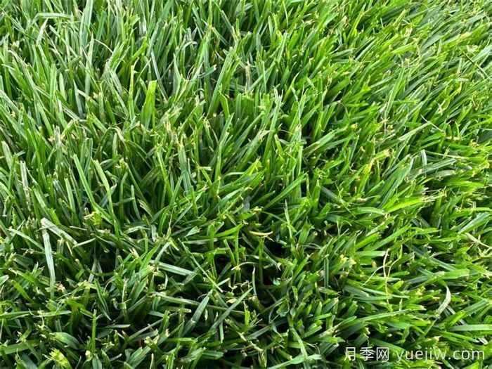 草坪单播混播交播追播有什么区别？(图1)