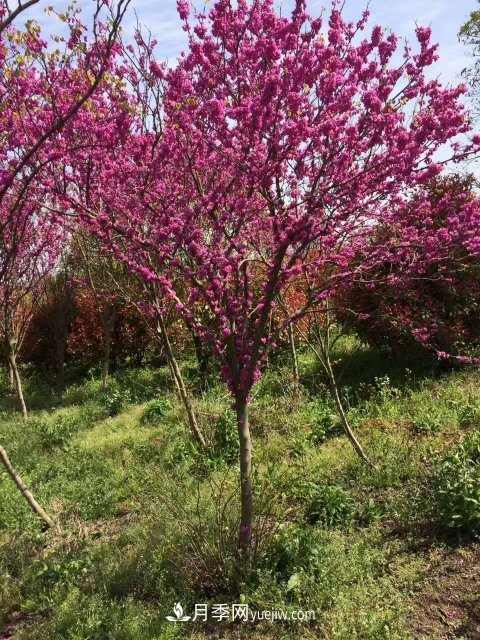 紫荆简介及形态特征(图1) 紫荆简介及形态特征(图1)