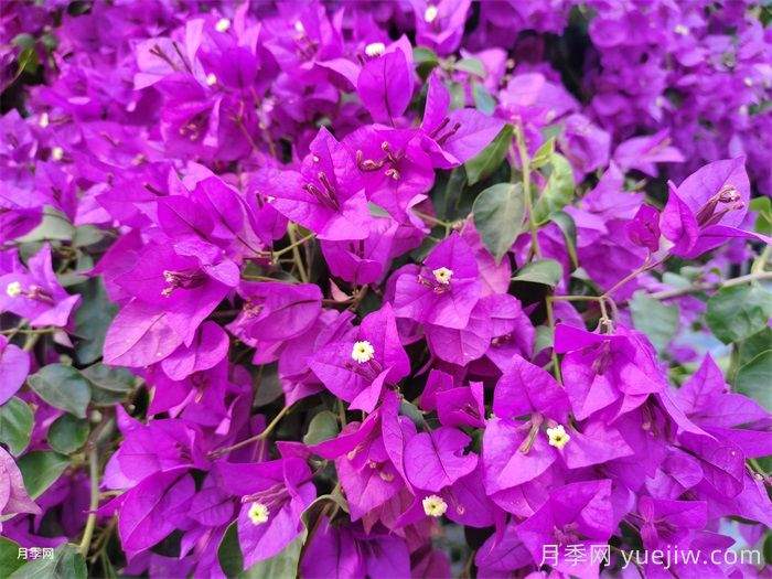 冬天来临,三角梅如何顺利越冬?(图1) 冬天来临,三角梅如何顺利越冬?(图1)