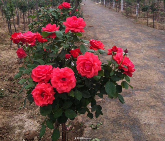 树状月季 树状月季各期需肥种类不同(图1)