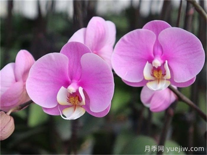 兰花的常见品种有哪些？如何养护？(图1)