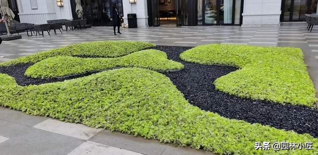 金叶佛甲草在园林景观中的应用(图1) 金叶佛甲草在园林景观中的应用(图1)