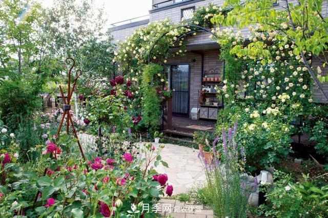 《月季新手百科》,不只是给新手看的月季百科宝典(图1) 《月季新手百科》,不只是给新手看的月季百科宝典(图1)