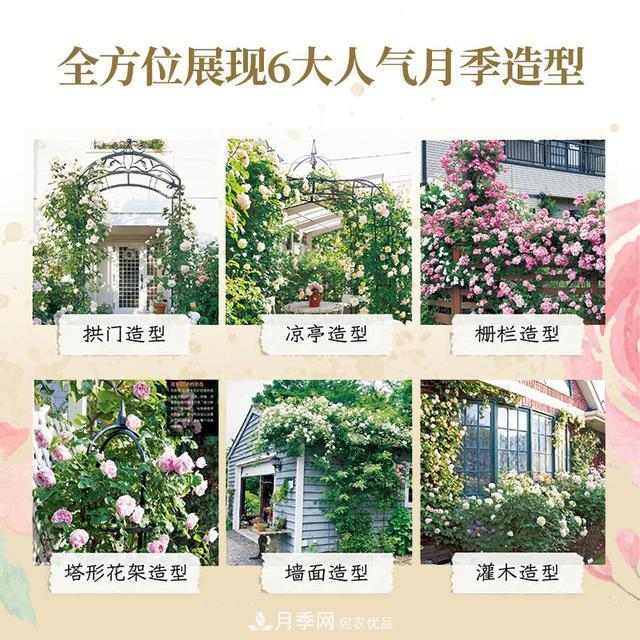 《月季新手百科》,不只是给新手看的月季百科宝典(图3) 《月季新手百科》,不只是给新手看的月季百科宝典(图3)