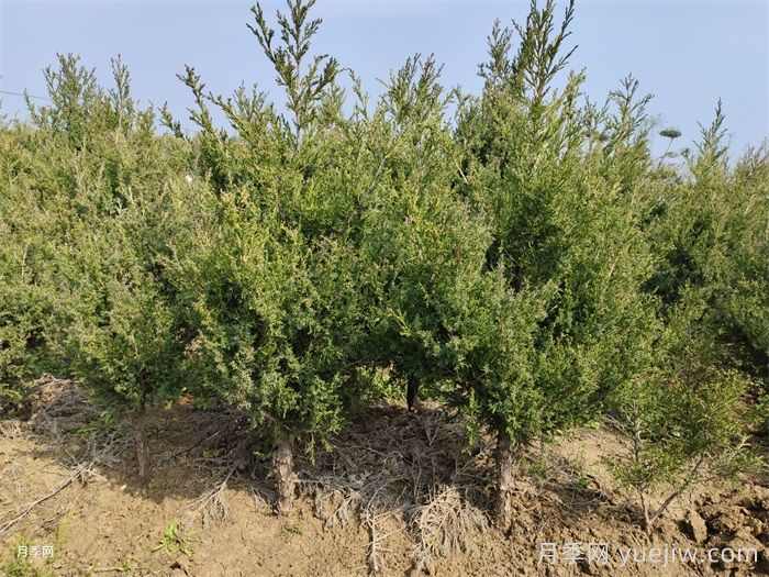 园林植物灌溉技术标准(图1) 园林植物灌溉技术标准(图1)