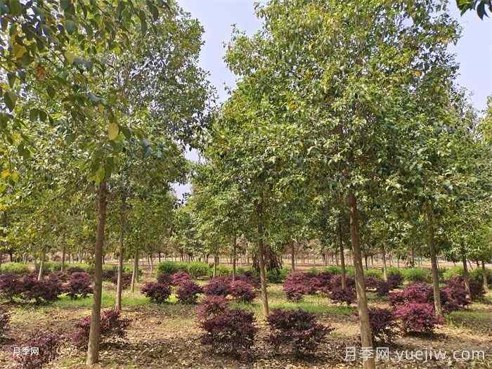 选择苗木的九个注意事项(图1)