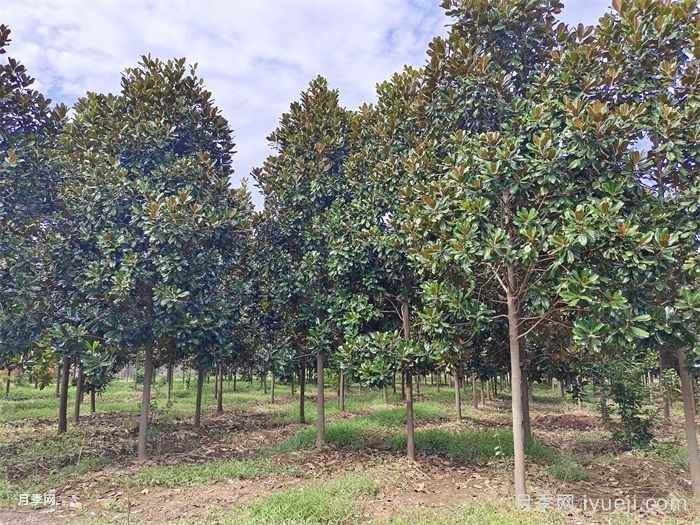 园林苗木的美化作用(图1)