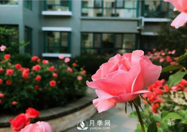 月季在房地产小区绿化中的运用展示(图5) 月季在房地产小区绿化中的运用展示(图5)